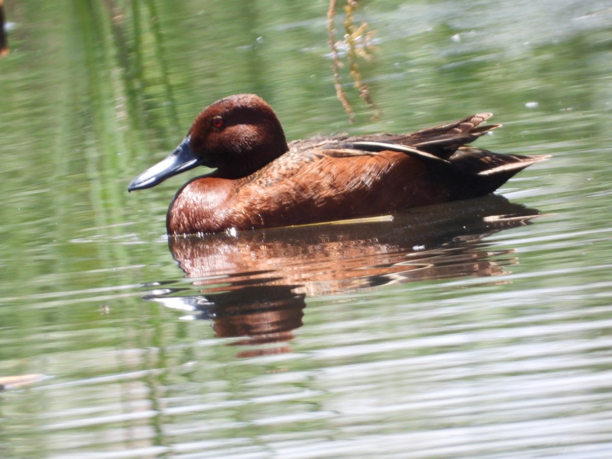 Cinnamon Teal - Joseph Rojas