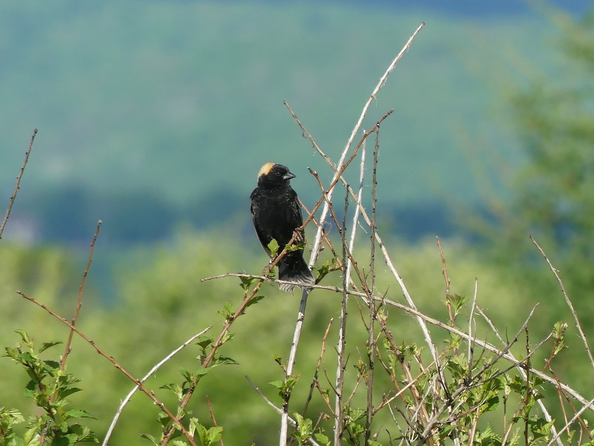 Bobolink - claudine lafrance cohl