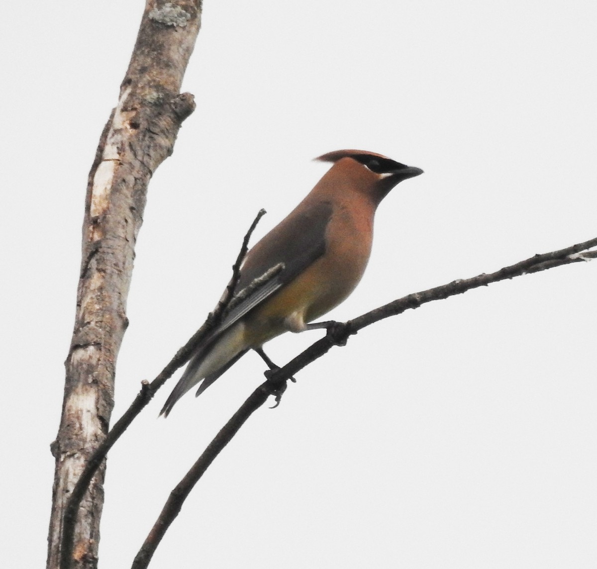 Cedar Waxwing - Ed Escalante