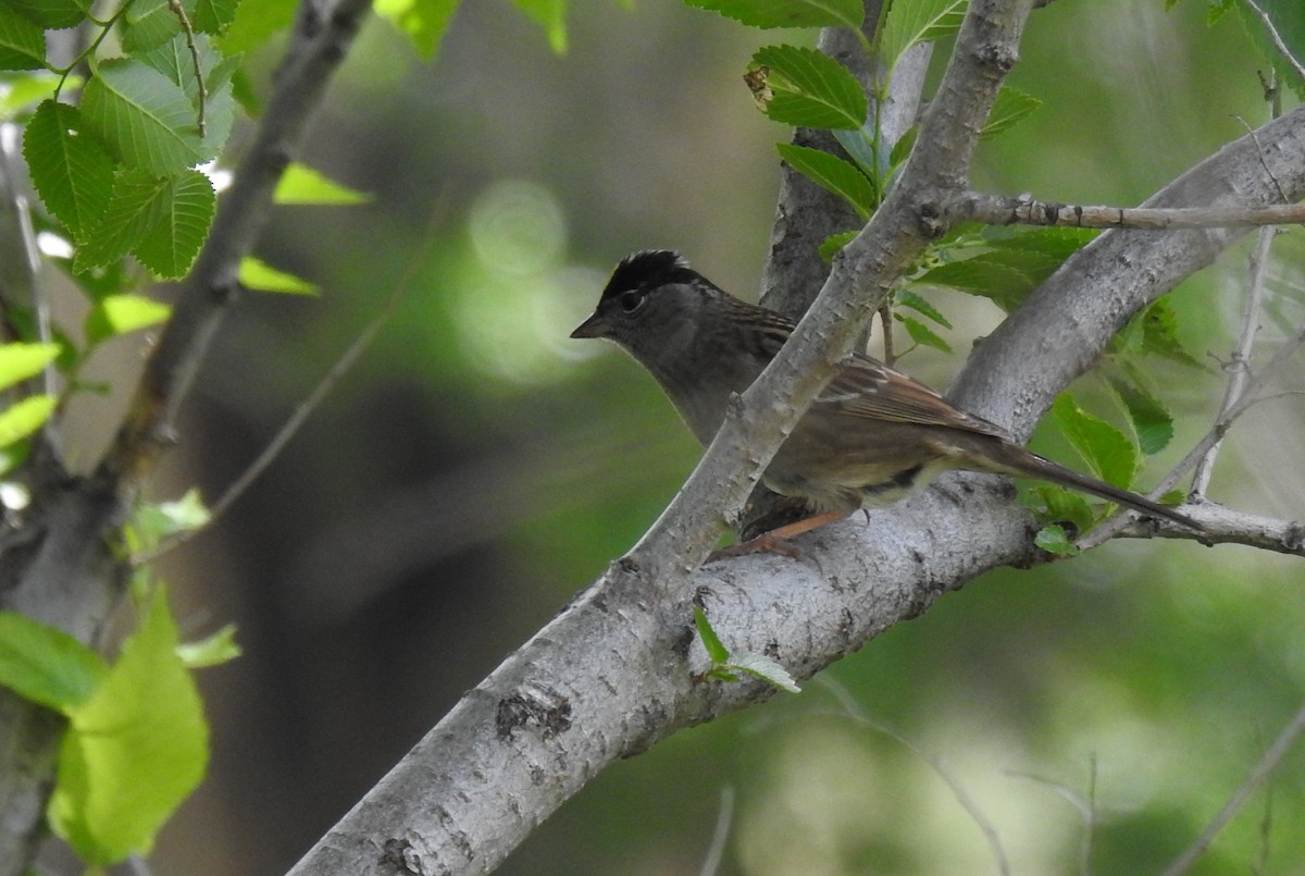 Golden-crowned Sparrow - Ben Meredyk