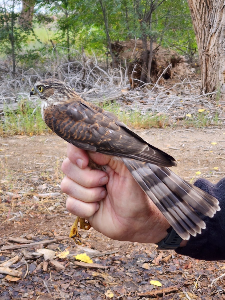 Sharp-shinned Hawk - Nancy Cox