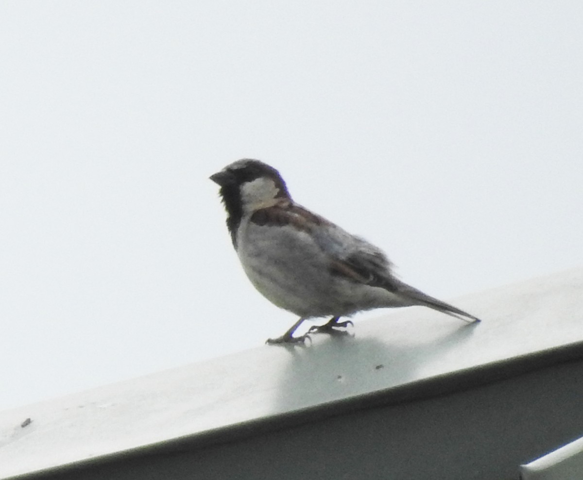 House Sparrow - Ed Escalante