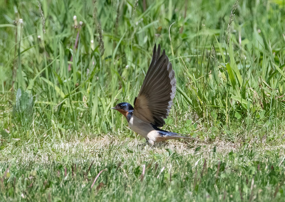 Barn Swallow - Mike Good