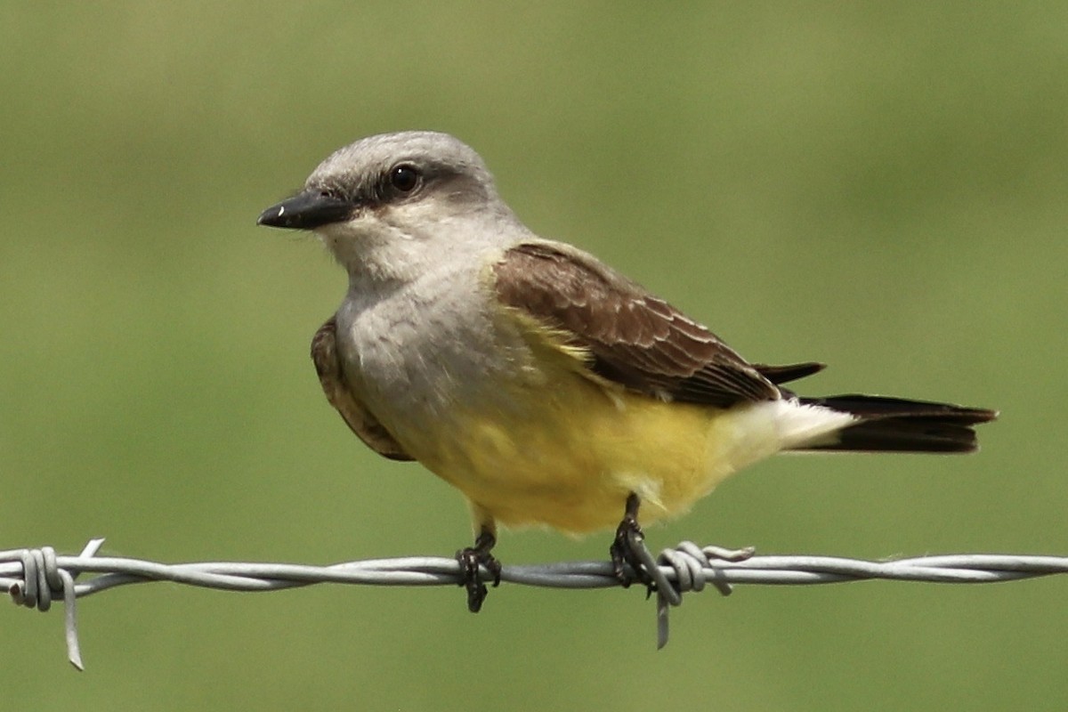 Western Kingbird - Ronald Newhouse