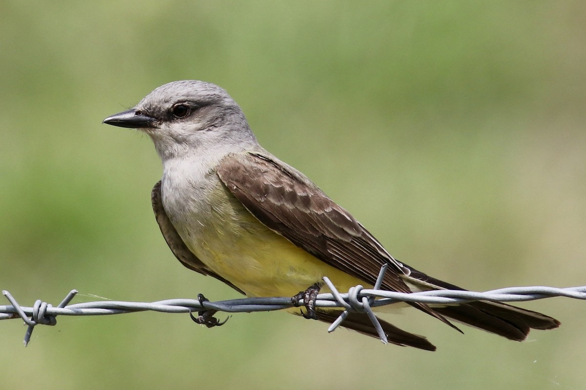 Western Kingbird - Ronald Newhouse