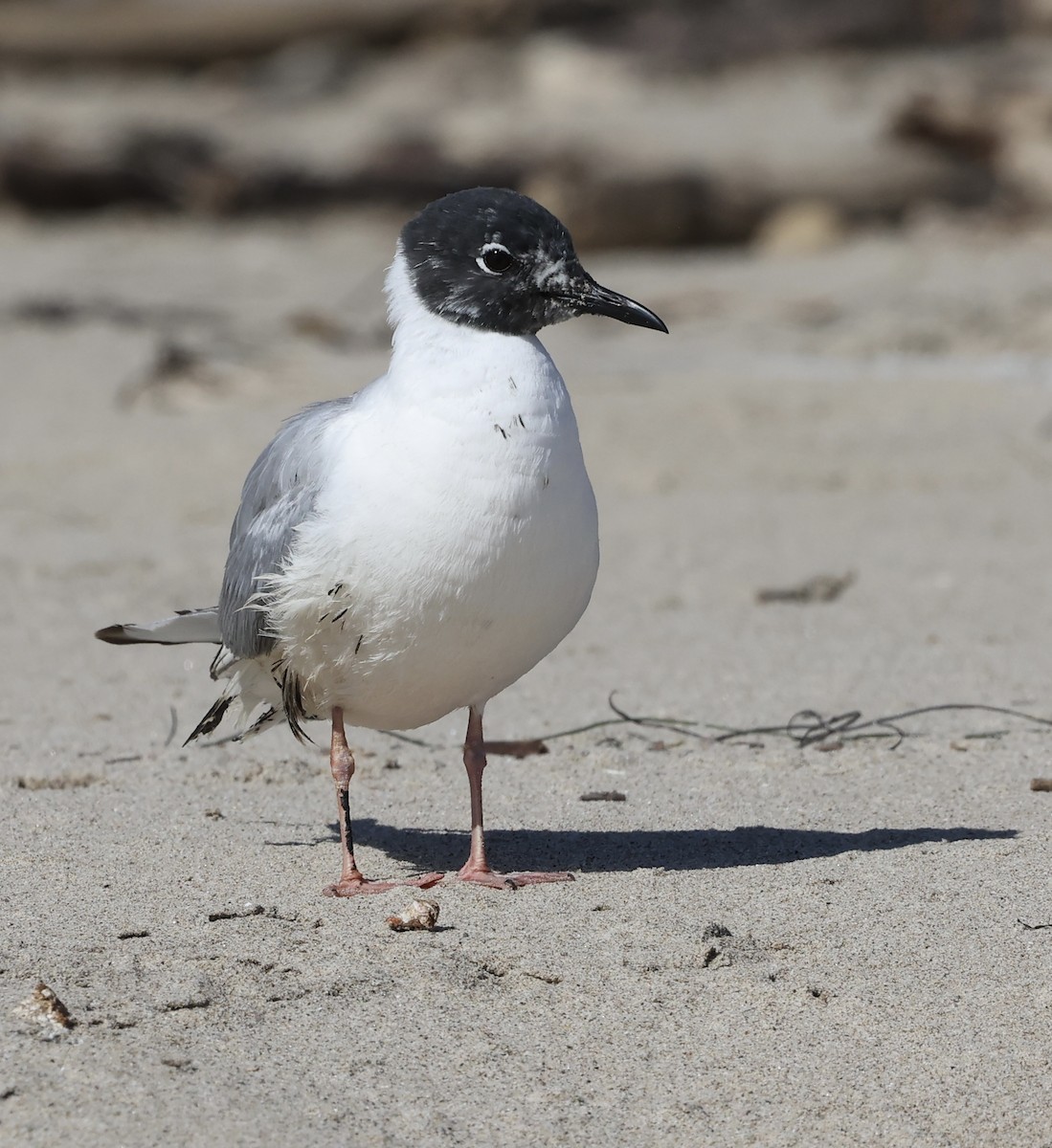 Bonaparte's Gull - ML619598558