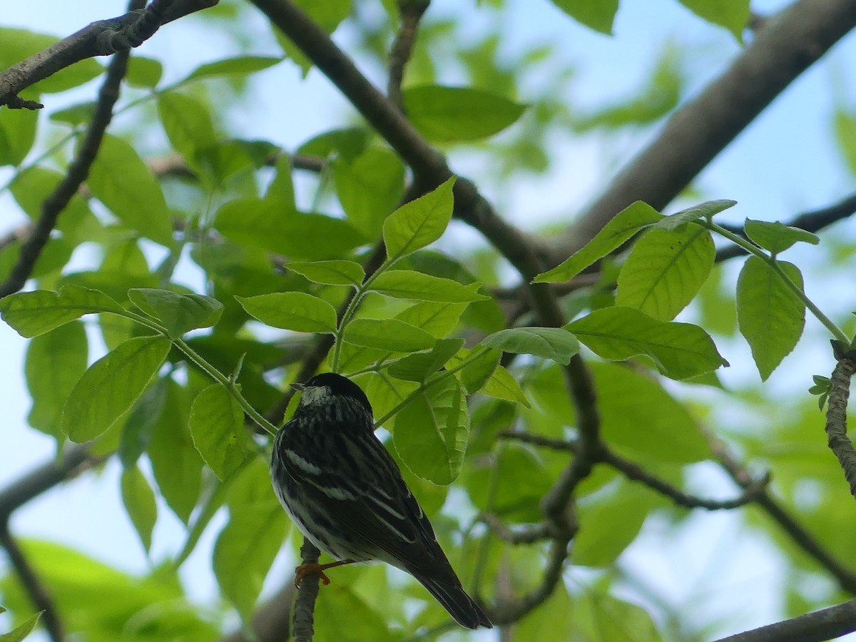 Blackpoll Warbler - claudine lafrance cohl