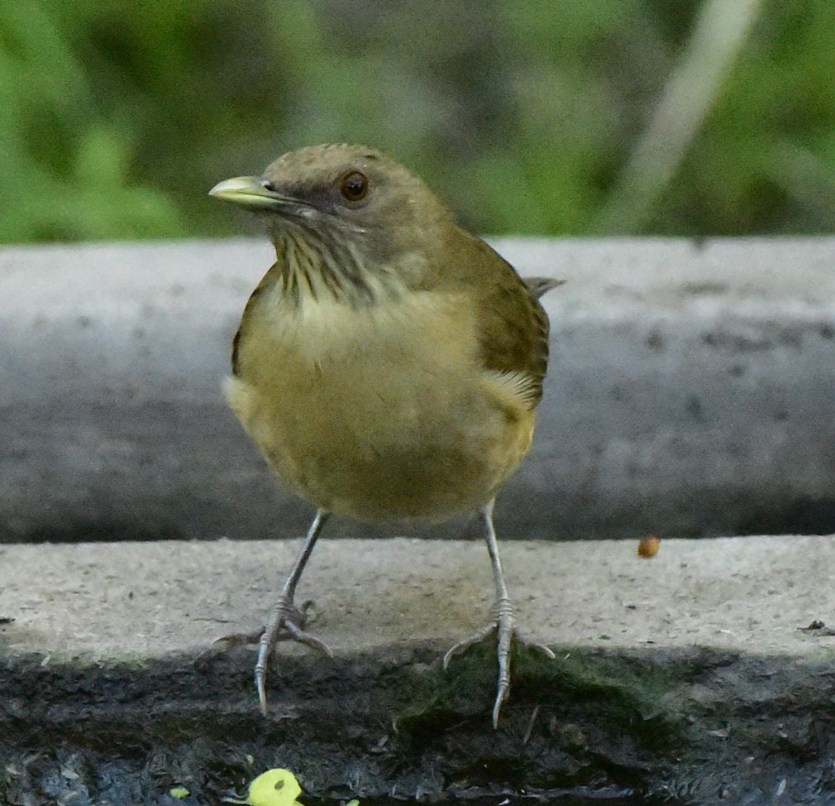 Clay-colored Thrush - Glenda Boyer-Herron