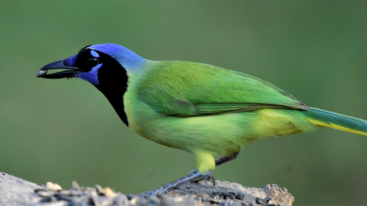 Green Jay - Glenda Boyer-Herron