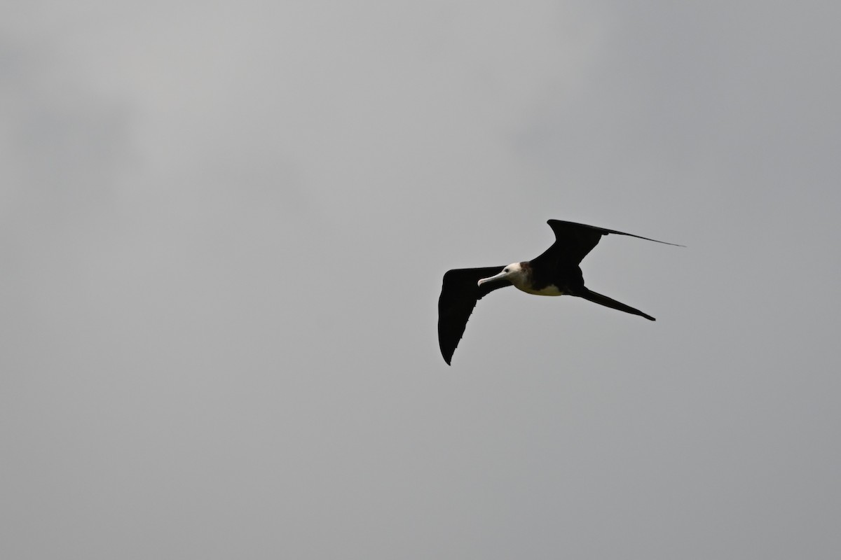 Magnificent Frigatebird - Liam McGuire