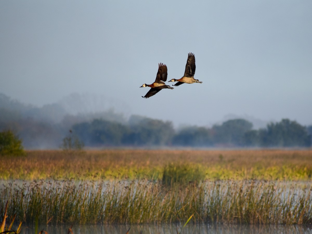 White-faced Whistling-Duck - Chris Peters