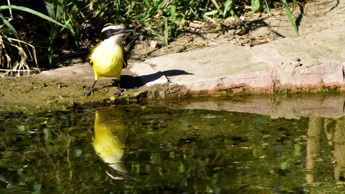 Great Kiskadee - Glenda Boyer-Herron