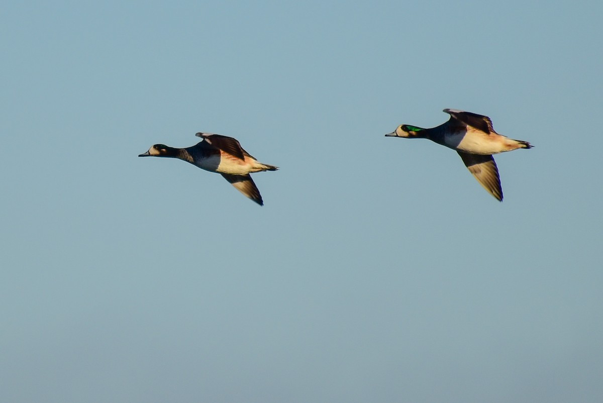 Chiloe Wigeon - Chris Peters