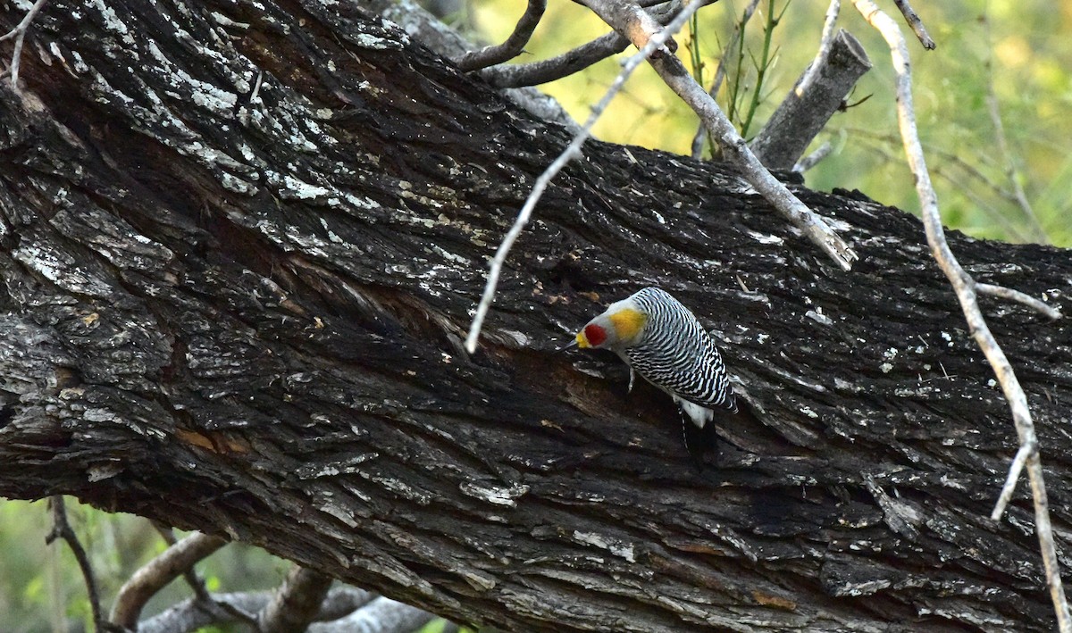 Golden-fronted Woodpecker - Glenda Boyer-Herron