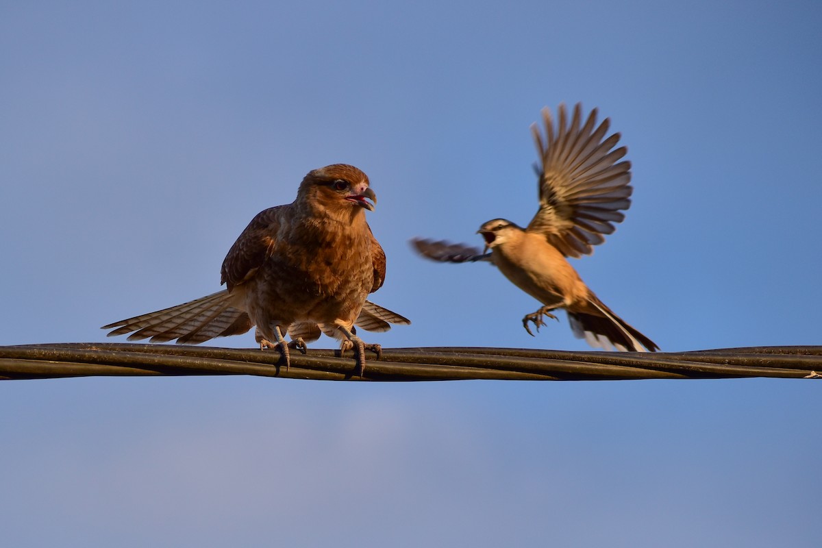 Chimango Caracara - Chris Peters