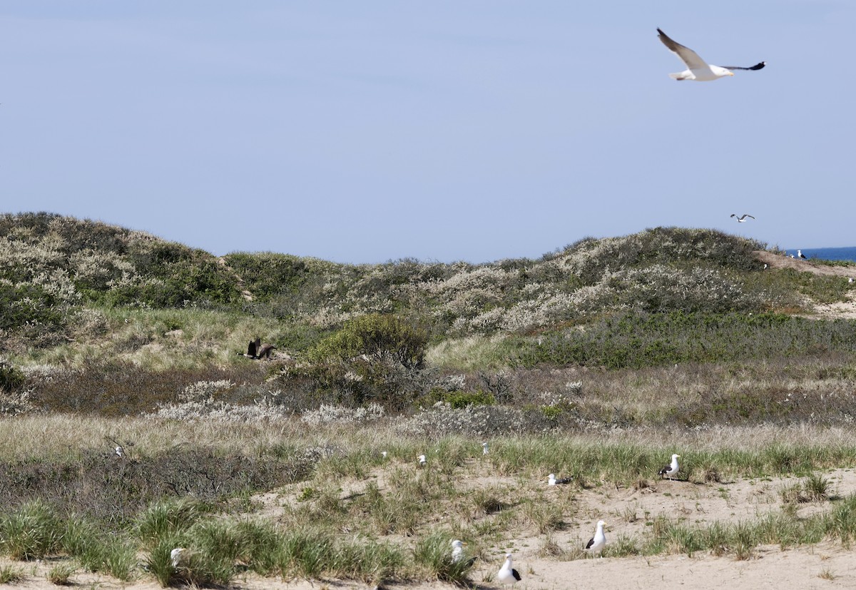 Great Black-backed Gull - Lisa Goodwin