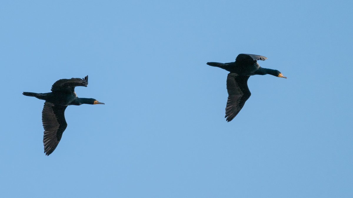 Double-crested Cormorant - Tom Hudson