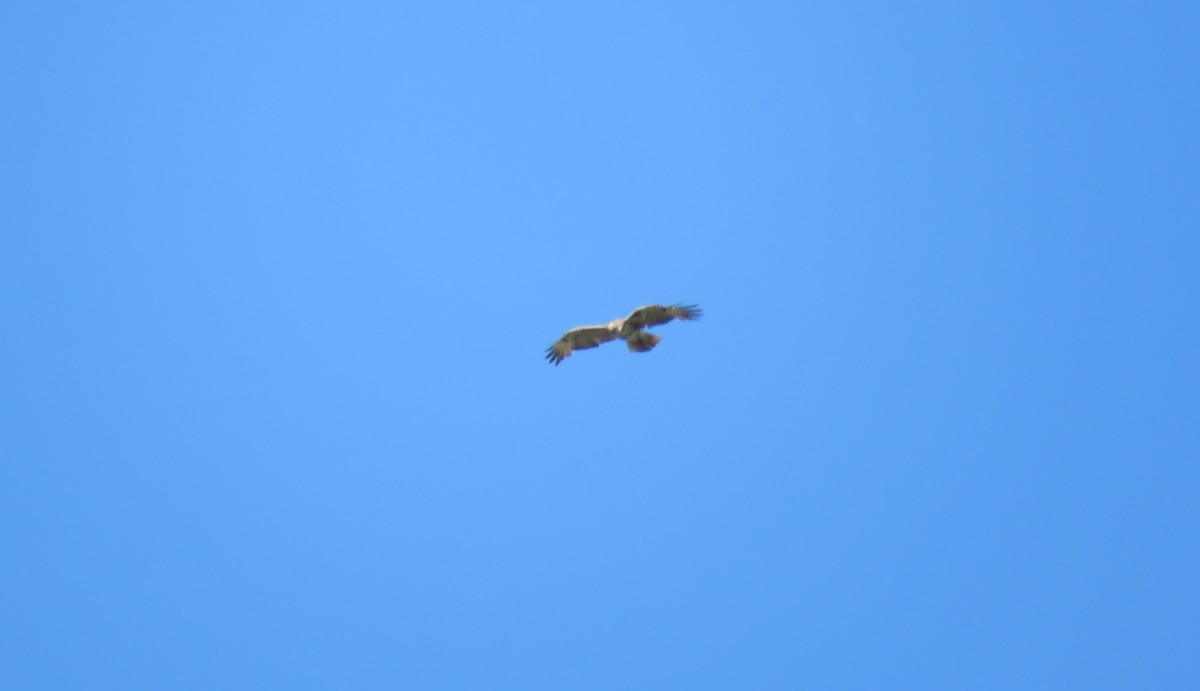 Red-tailed Hawk - Sheila Hale