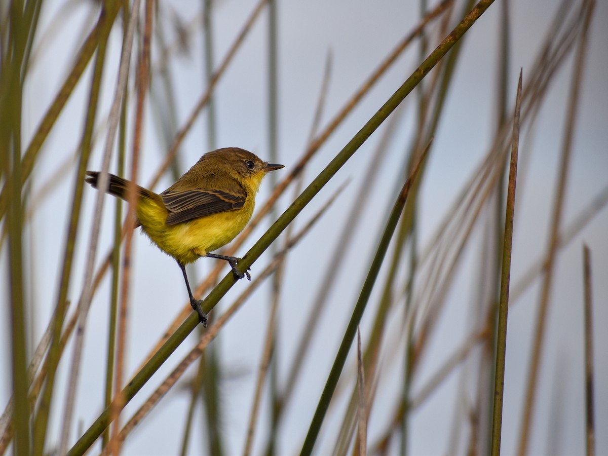 Warbling Doradito - Chris Peters