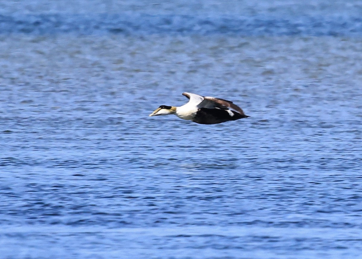 Common Eider - Betsy Staples