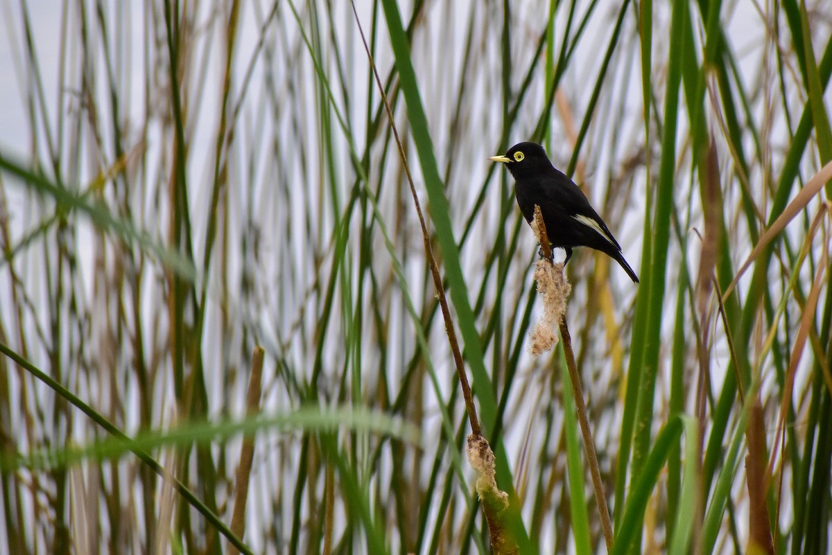 Spectacled Tyrant - Chris Peters