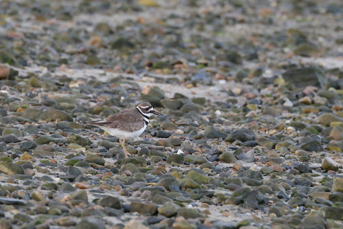 Killdeer - ML619598623