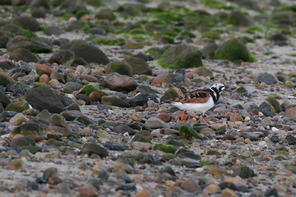 Ruddy Turnstone - Andrew Mackie