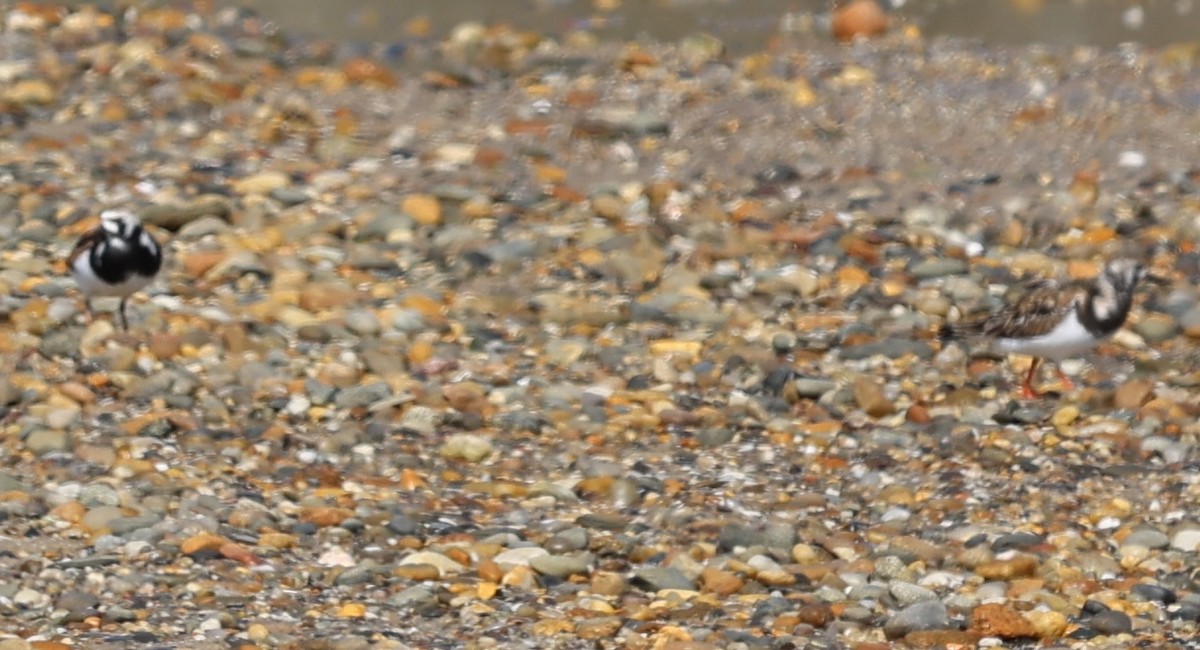 Ruddy Turnstone - burton balkind