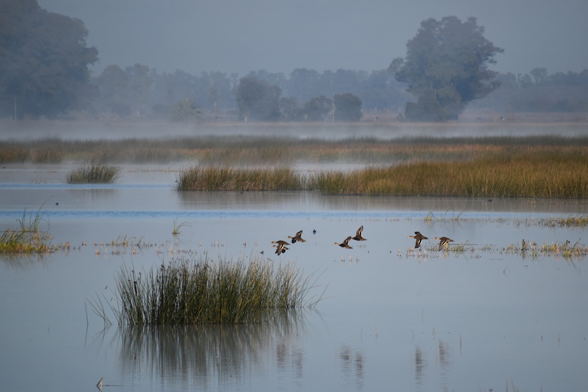 Yellow-billed Teal - Chris Peters