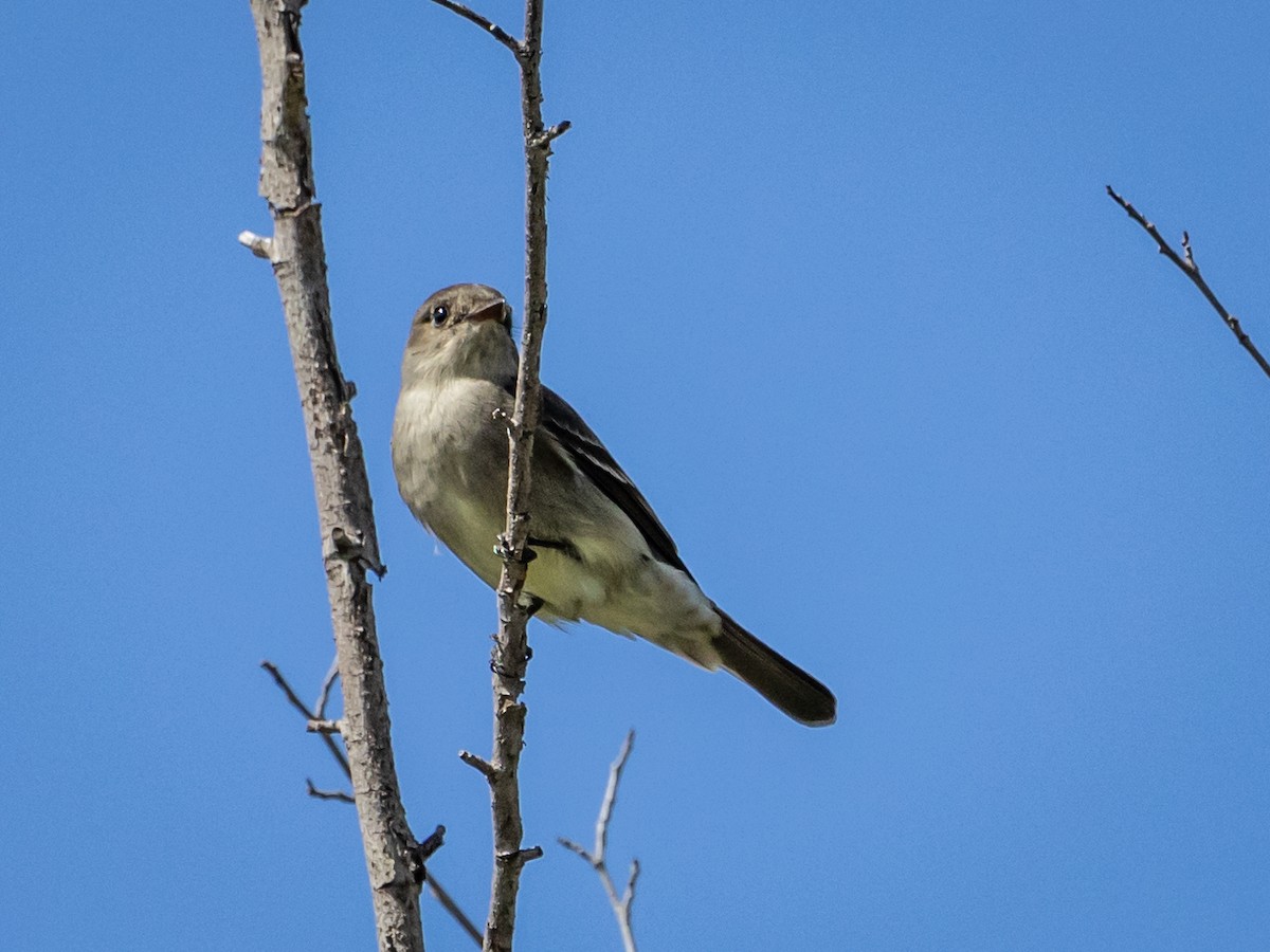 Western Wood-Pewee - Nancy Schutt