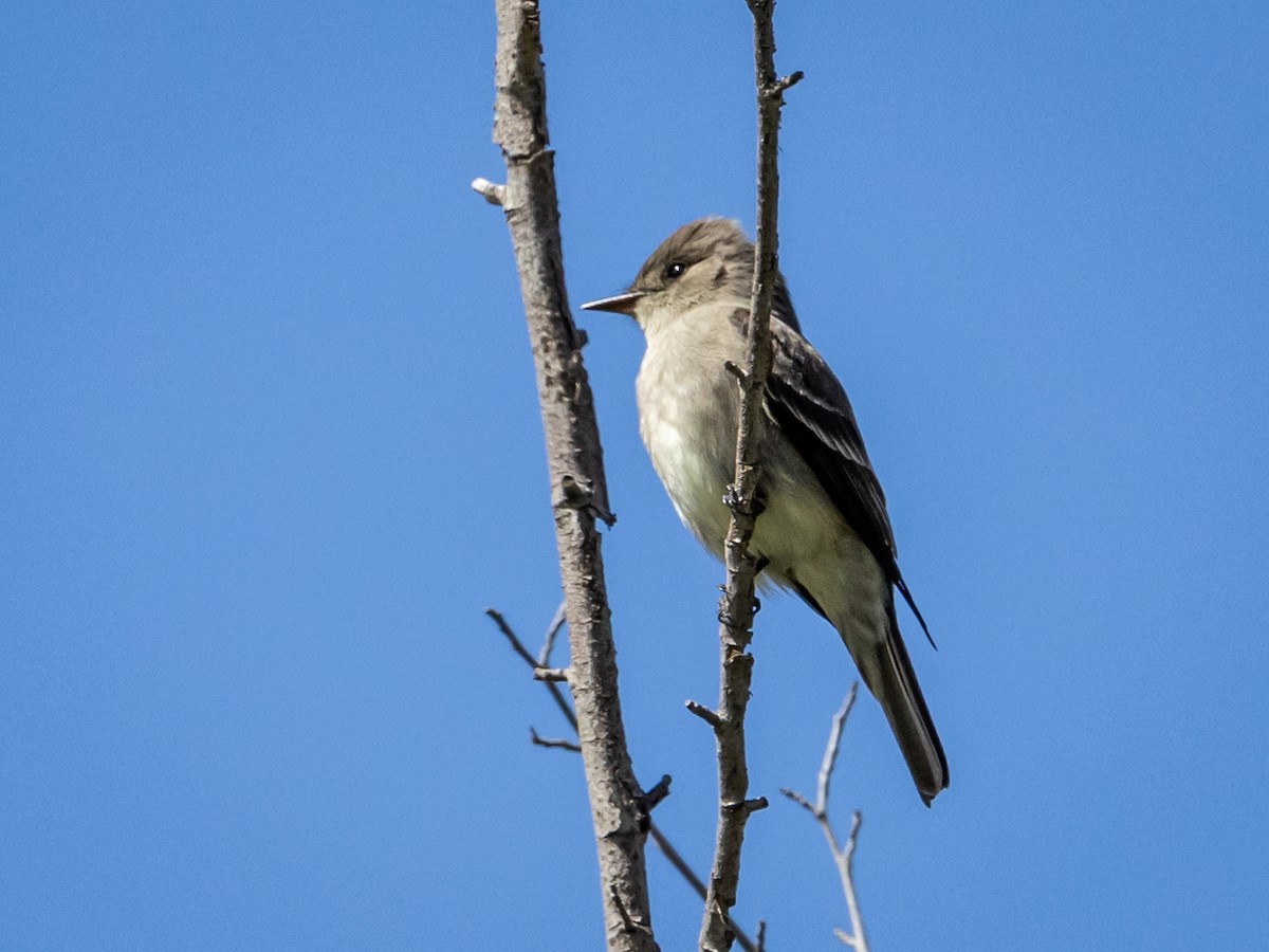 Western Wood-Pewee - Nancy Schutt