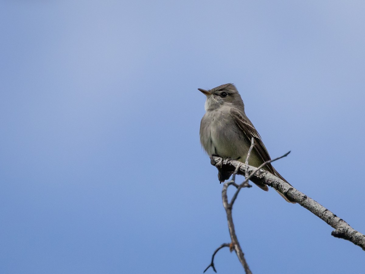 Western Wood-Pewee - Nancy Schutt