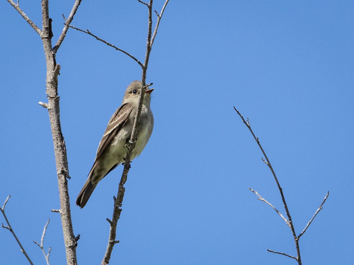 Western Wood-Pewee - Nancy Schutt