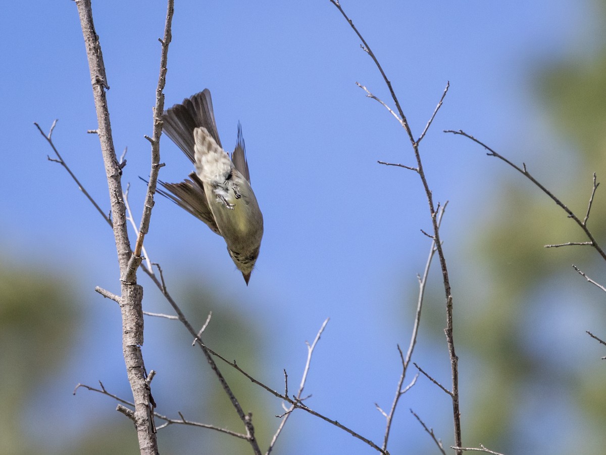 Western Wood-Pewee - Nancy Schutt