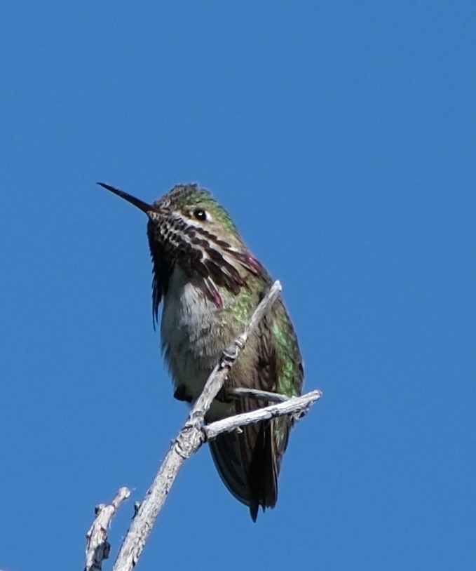 Calliope Hummingbird - Lori Bellis