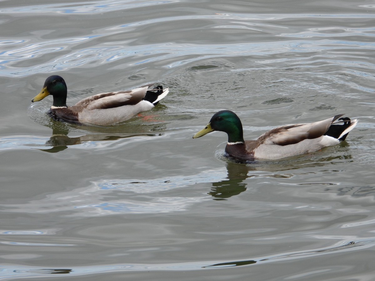 Canard colvert - ML619598649