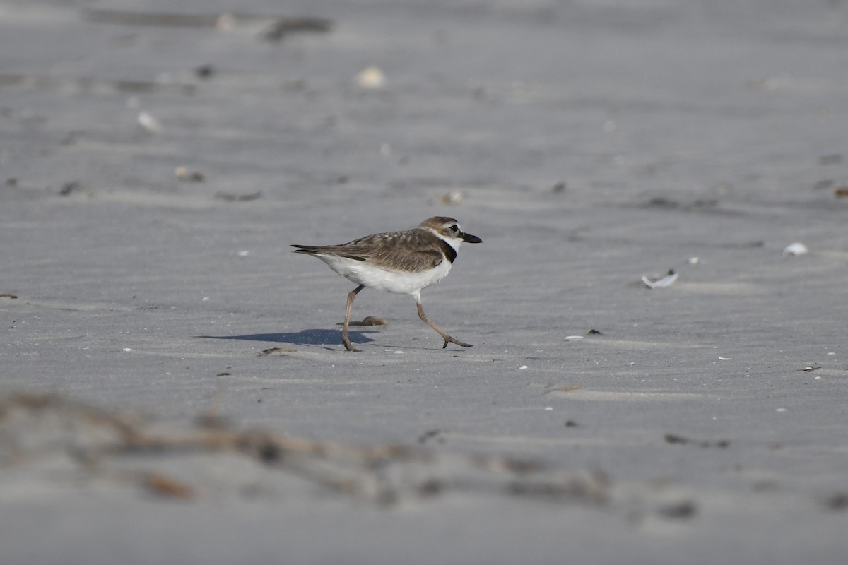 Wilson's Plover - James White