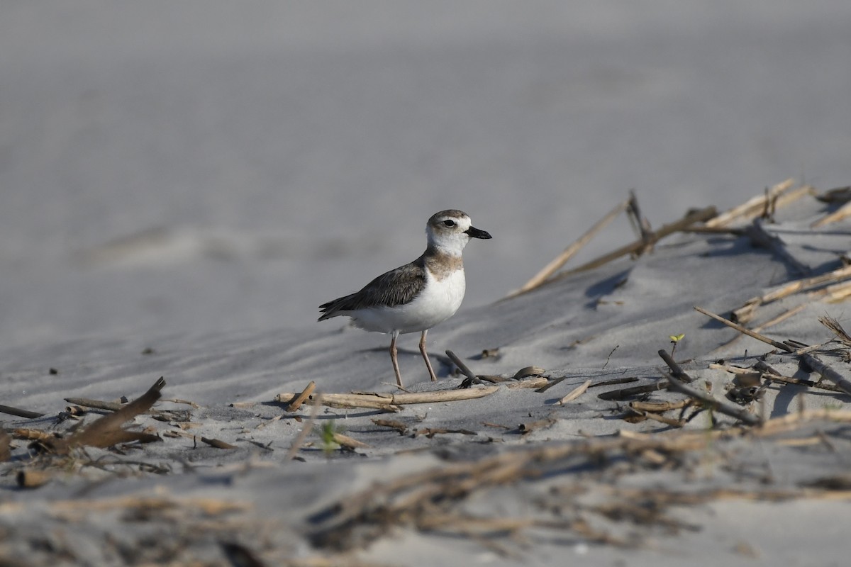 Wilson's Plover - James White