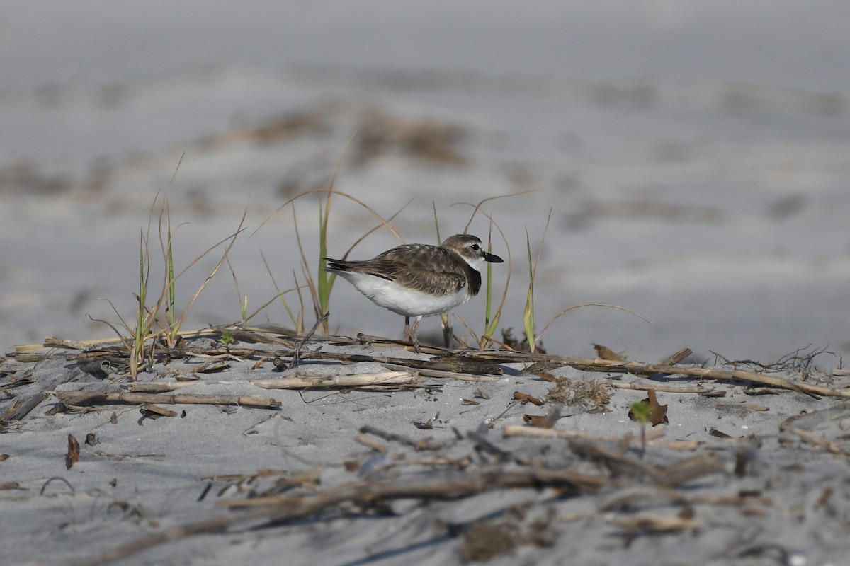 Wilson's Plover - James White