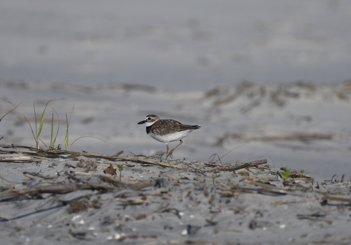 Wilson's Plover - James White