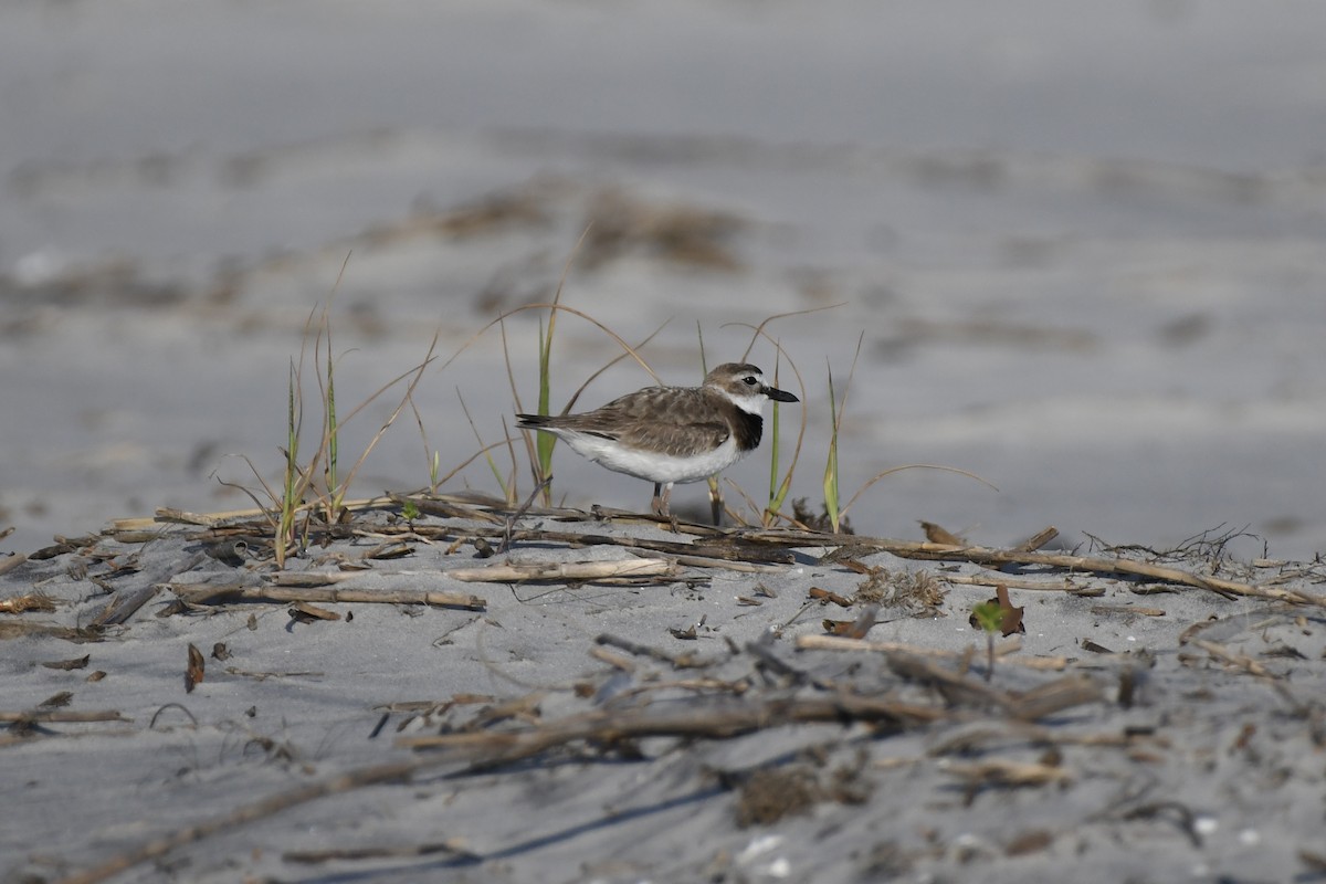 Wilson's Plover - James White