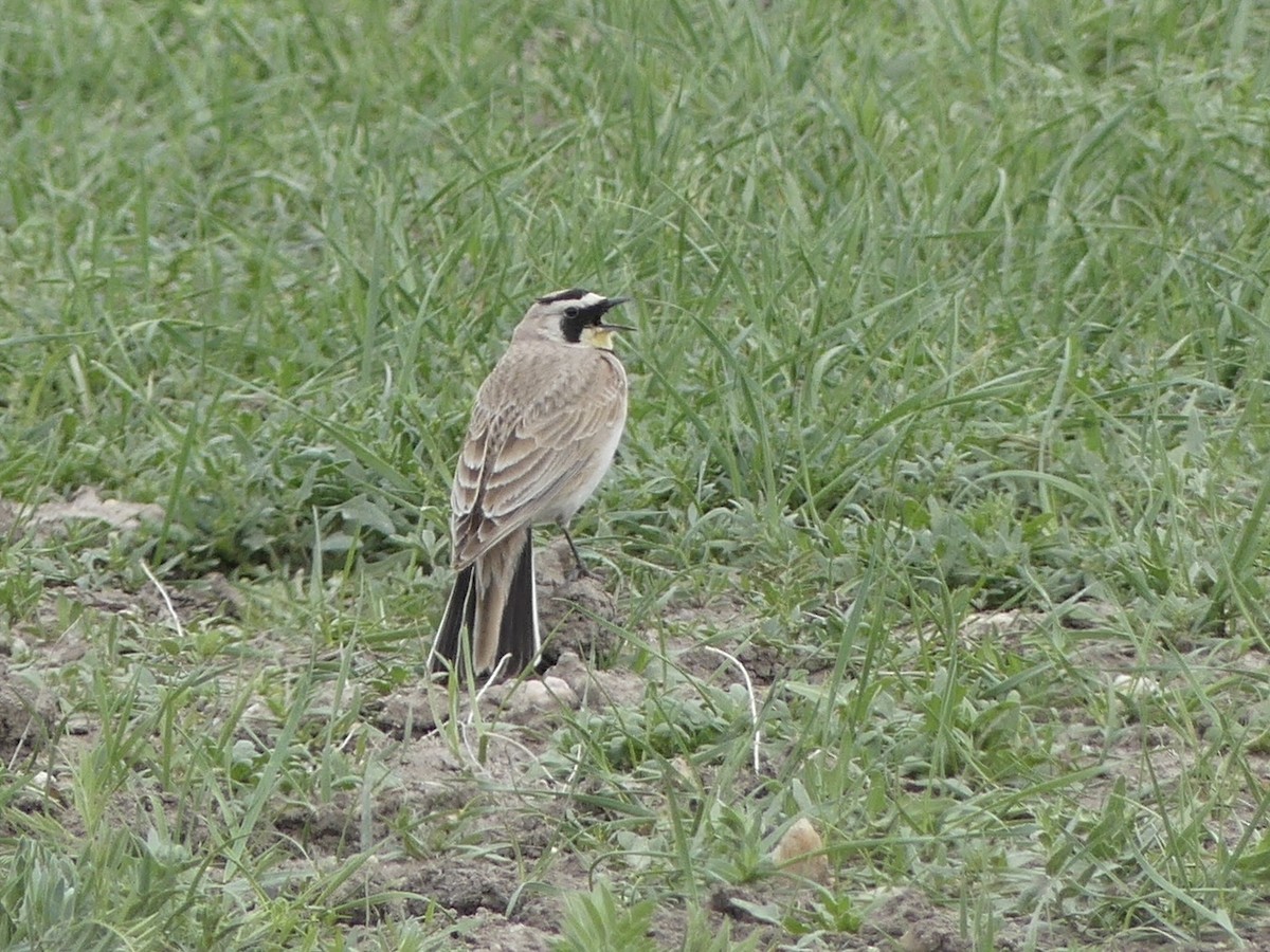 Horned Lark - Isabel Martinez