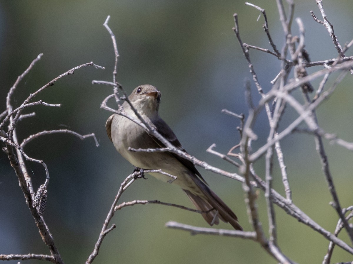 Dusky Flycatcher - Nancy Schutt