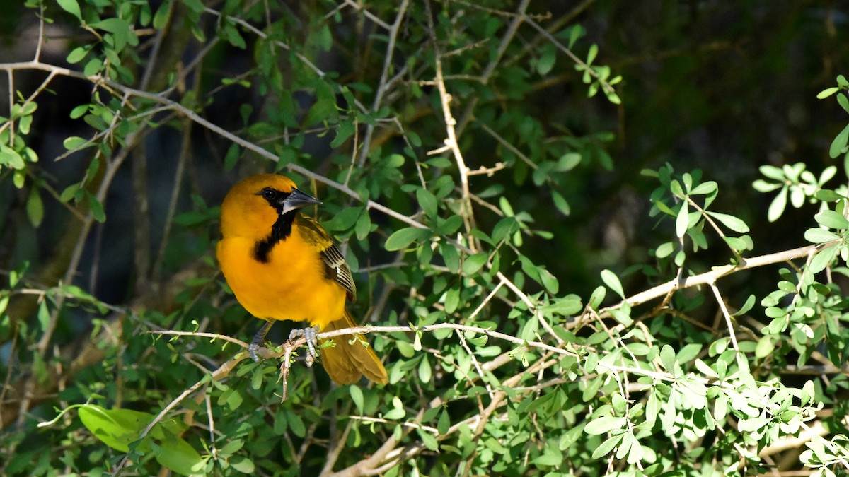 Altamira Oriole - Glenda Boyer-Herron