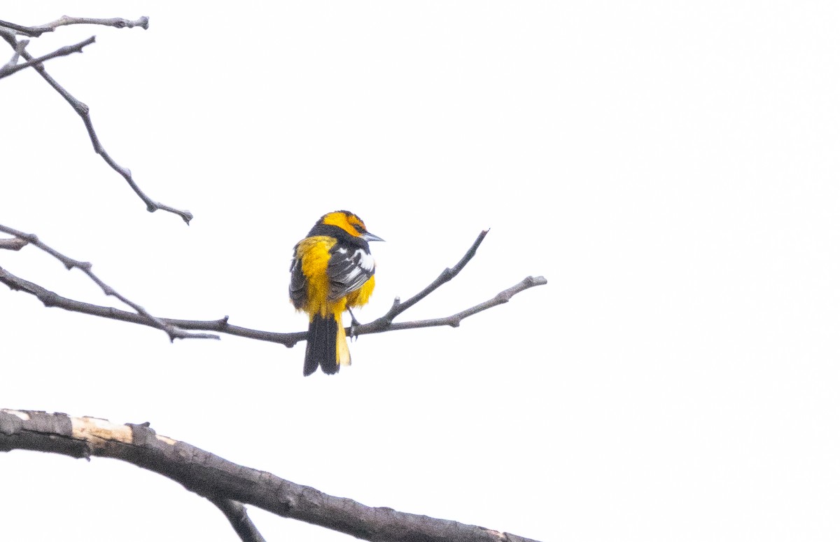 Bullock's Oriole - Timothy Aarons