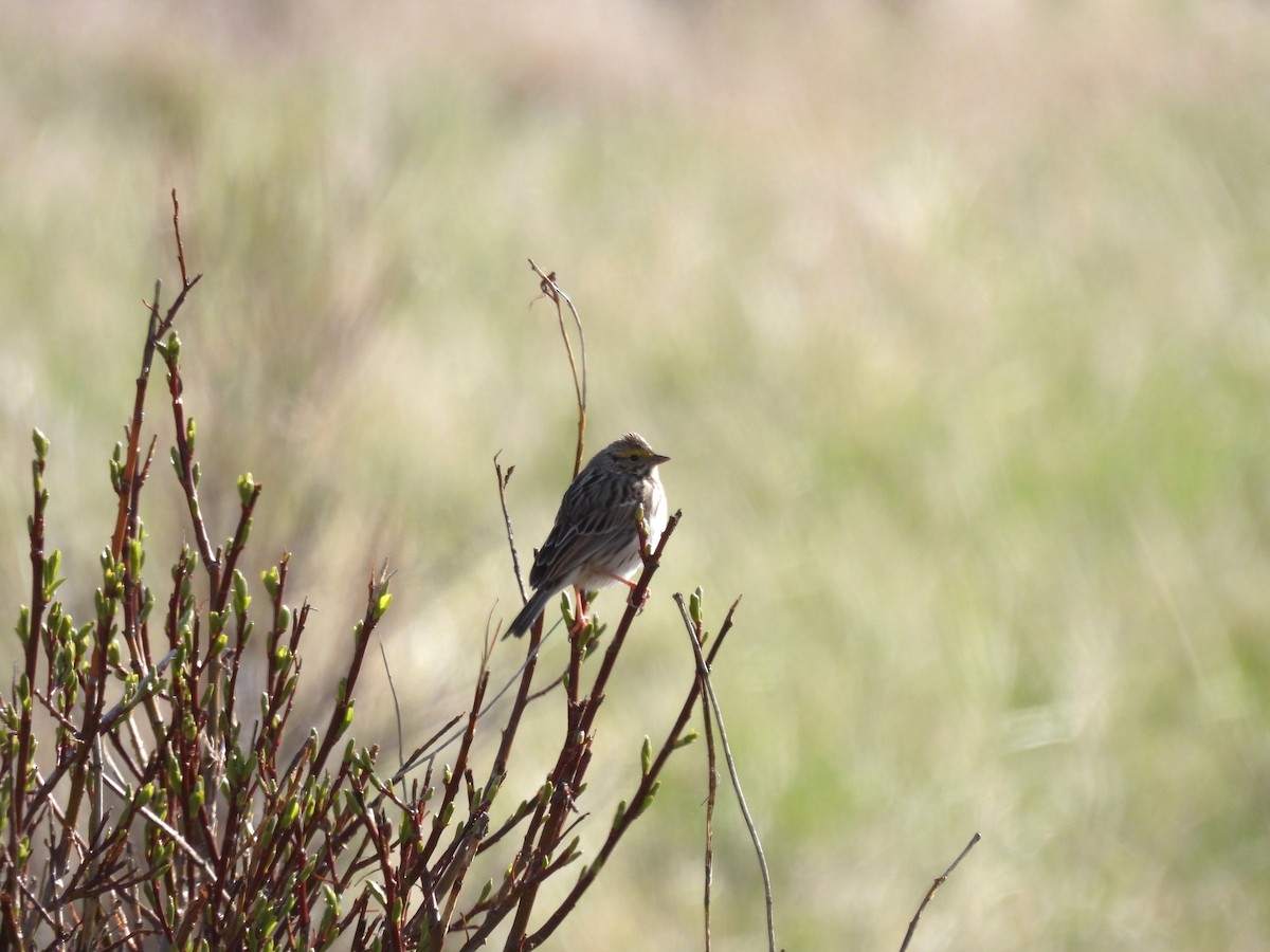 Savannah Sparrow - Lara Fitzpatrick