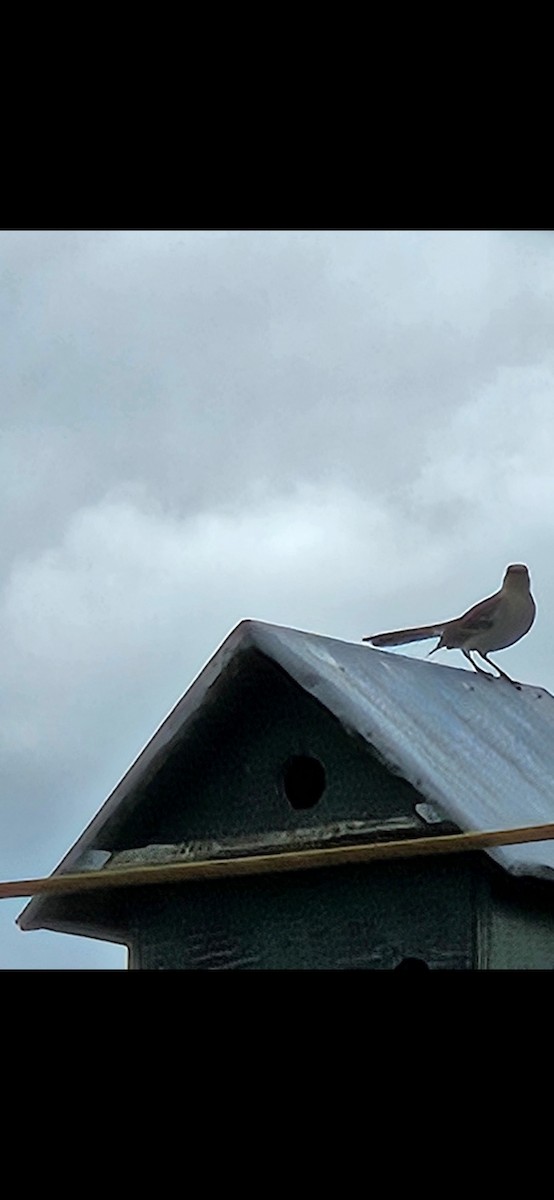 Northern Mockingbird - ML619598670