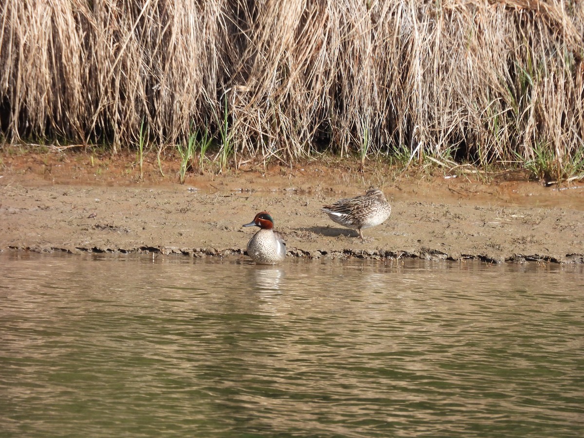 Green-winged Teal - Lara Fitzpatrick