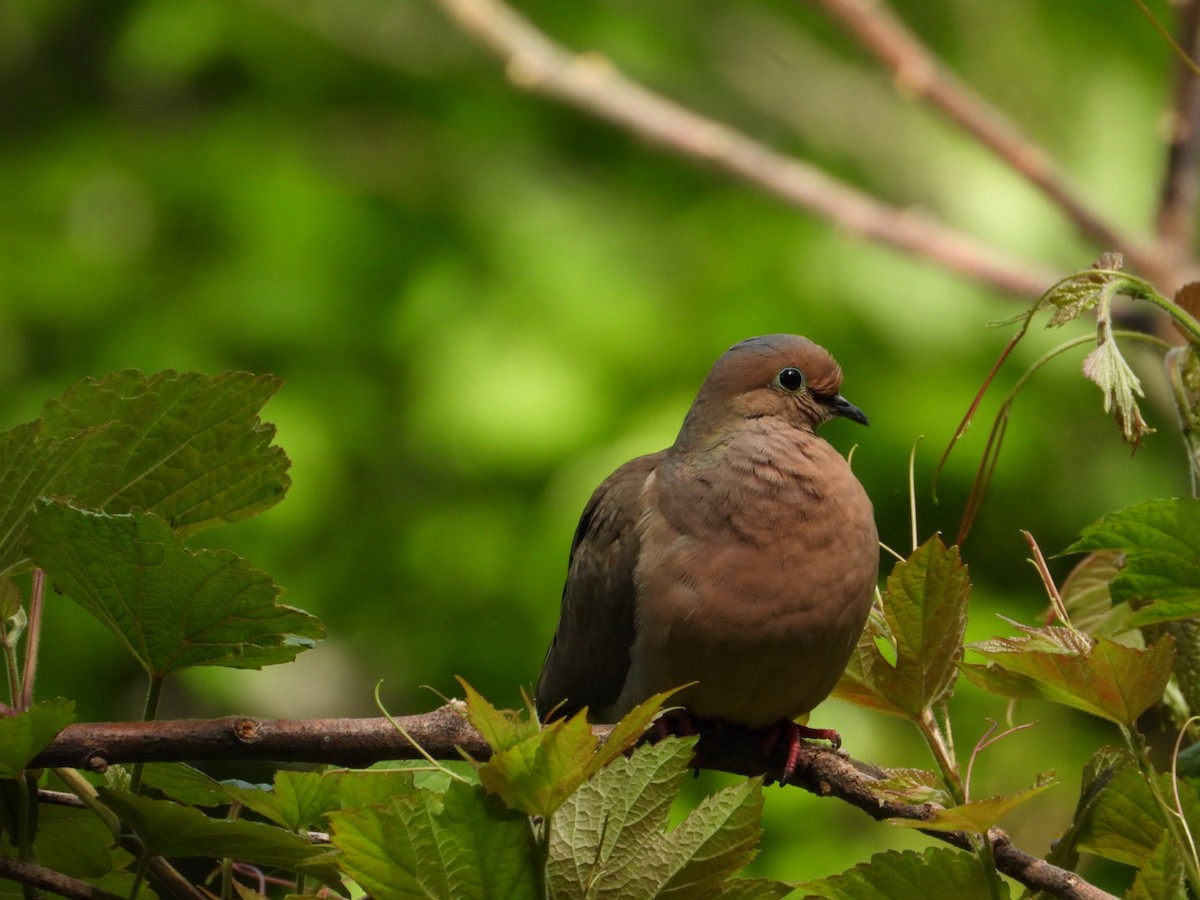 Mourning Dove - kath osullivan