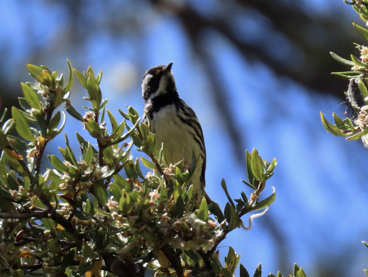Black-throated Gray Warbler - karen pinckard